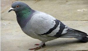 Rodent Control Services Leeds