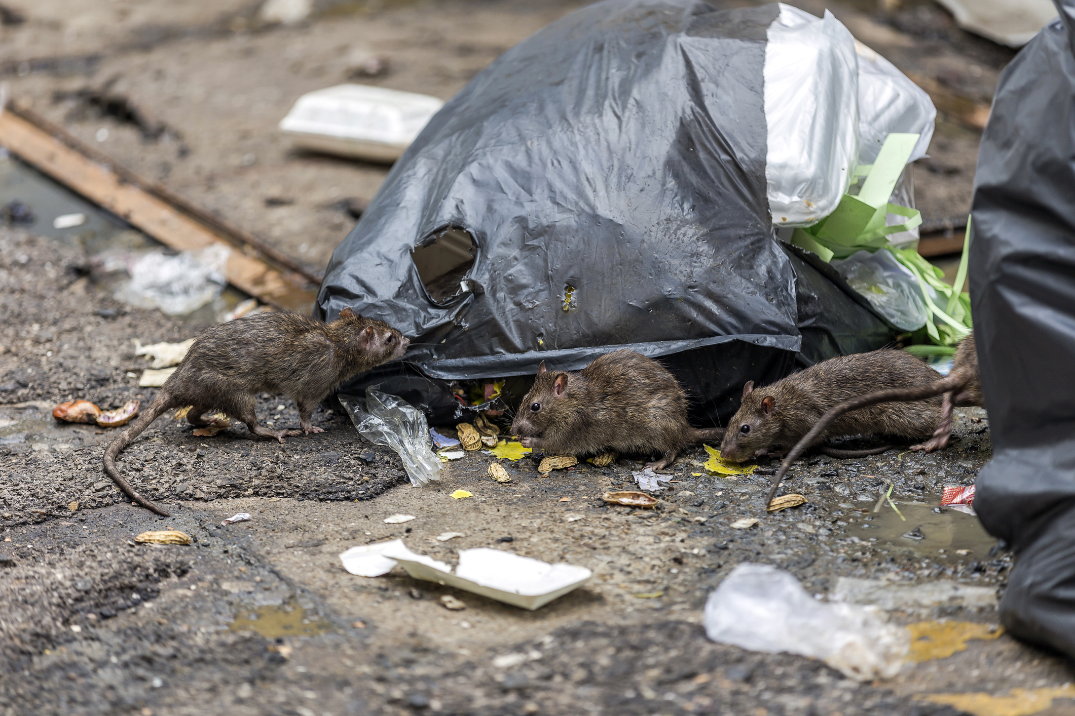 Local Pest Prevention Plans Leeds