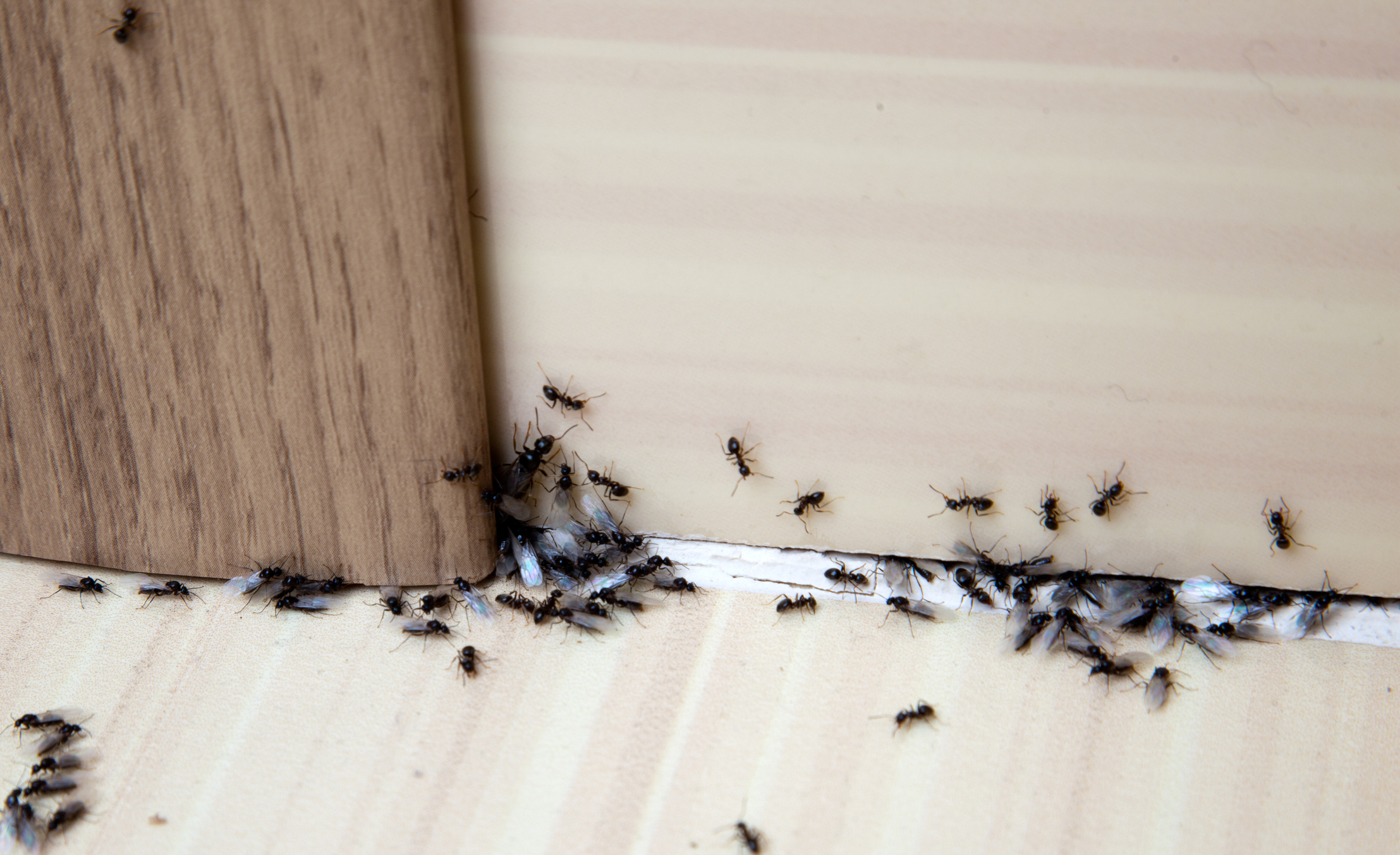 Wasp and Bee Removal Leeds