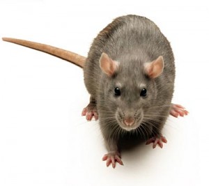 Pest Control Compliance and Documentation