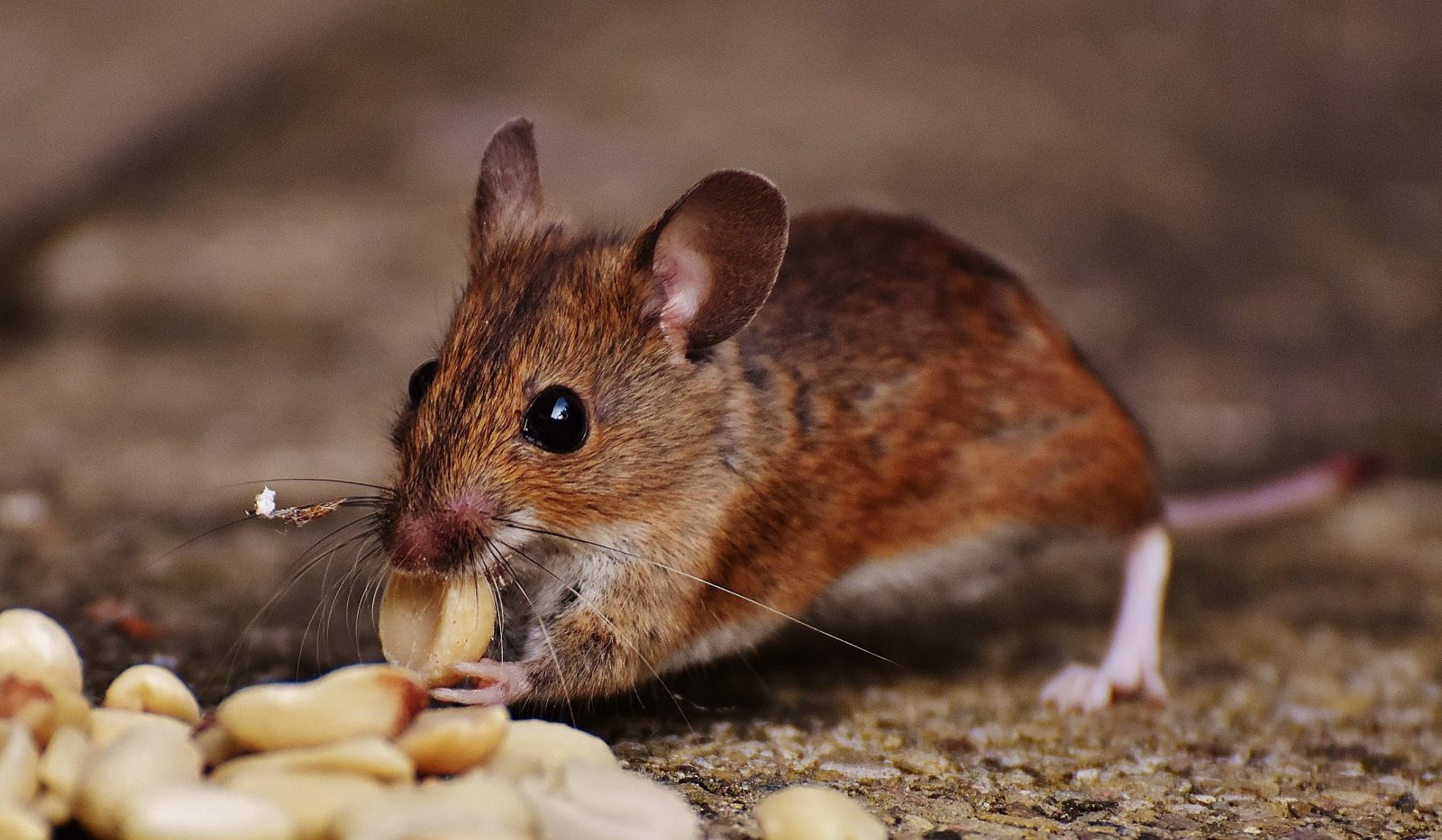 Commercial Pest Management Leeds