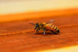Domestic Pest Control for Leeds Homes