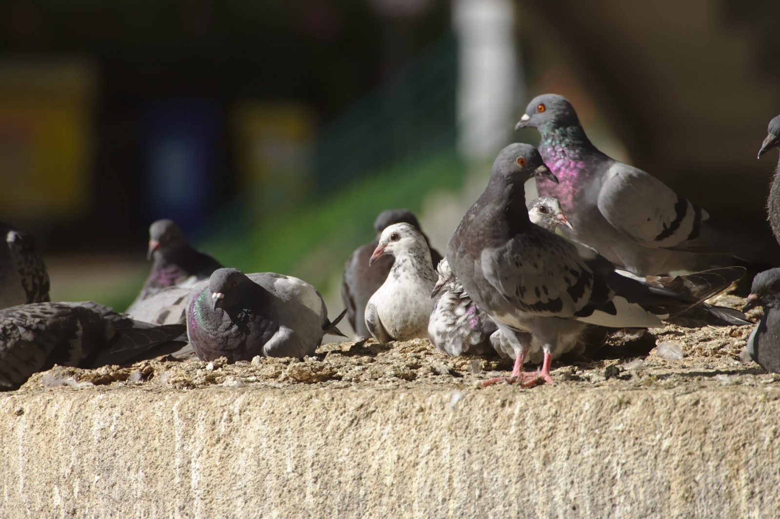 Commercial Pest Management Leeds