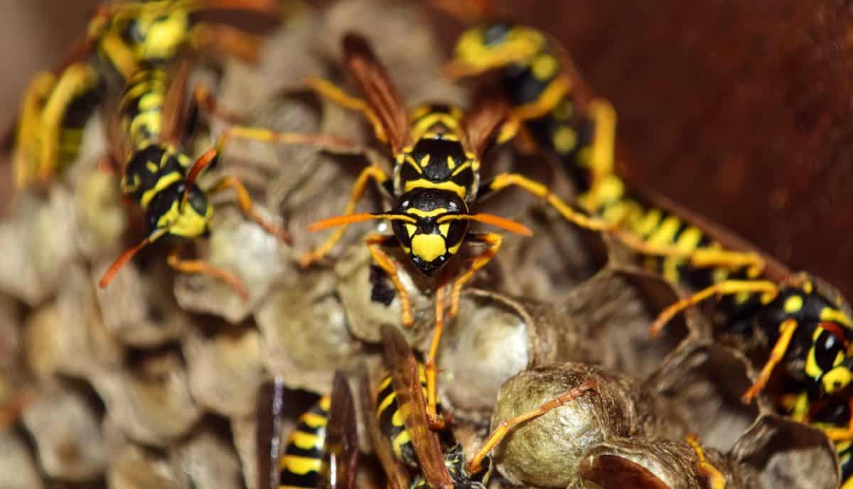 Leeds Pest Control